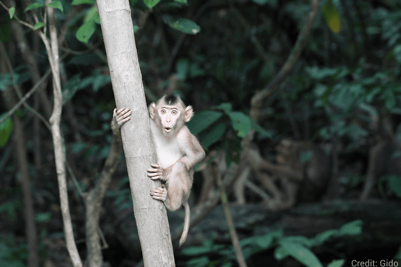 Malaysia 9-Day Tour Package with Luxury Hotels: See & Experience it ALL - tour image