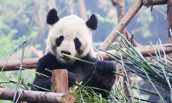 China Midwest 16-Day Tour Package with Luxury Hotels: See & Do It ALL