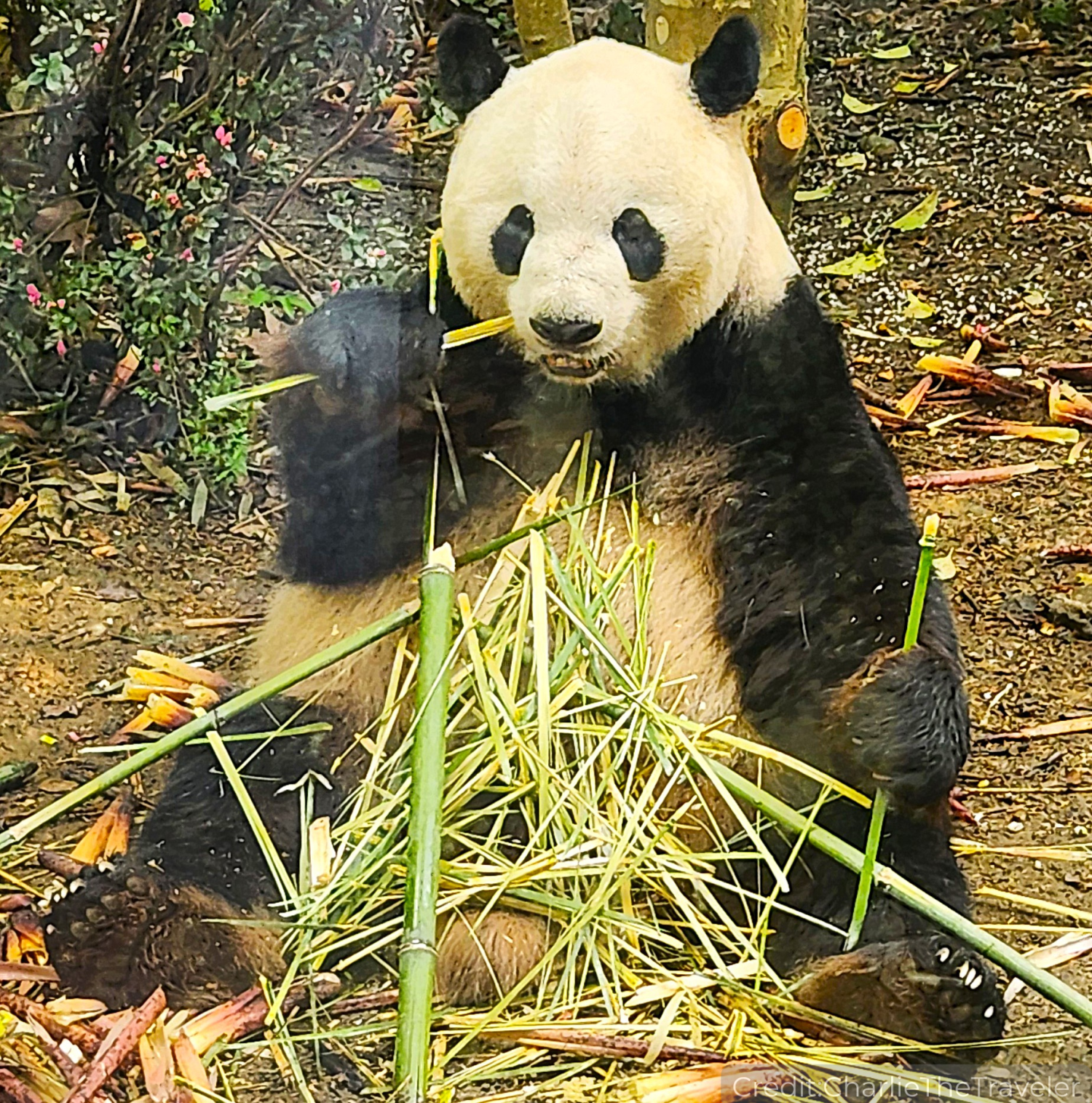 China’s Midwest 16-Day Tour Package with Luxury Hotels: See & Do It ALL - tour image