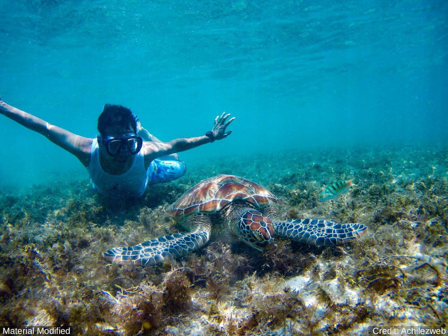 Mexico (Cancun & Yucatan): See & Experience it ALL in 7 Days, 1st Class Custom Tours