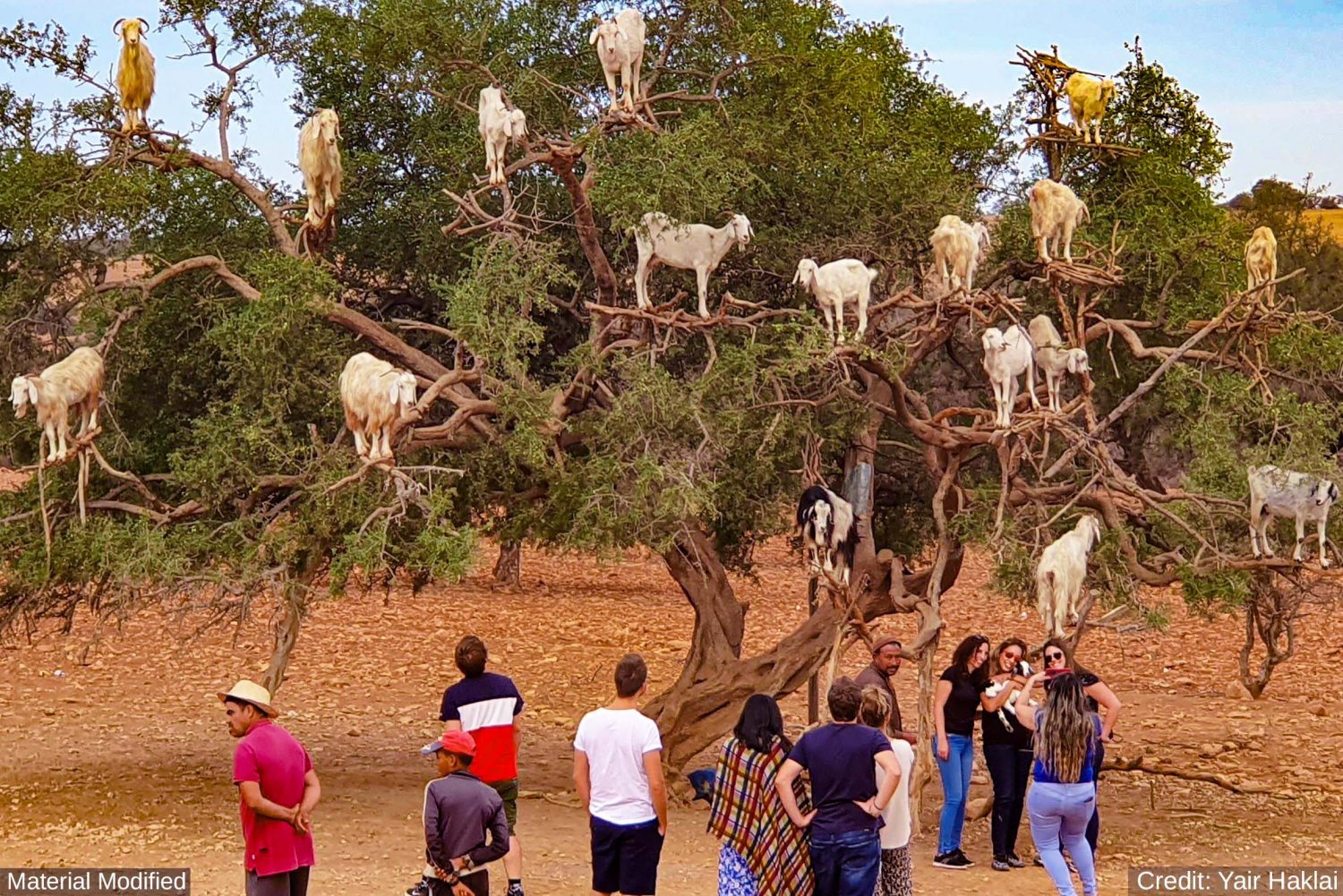 Morocco: See & Experience it ALL in 11 Days, 1st Class Custom Tours