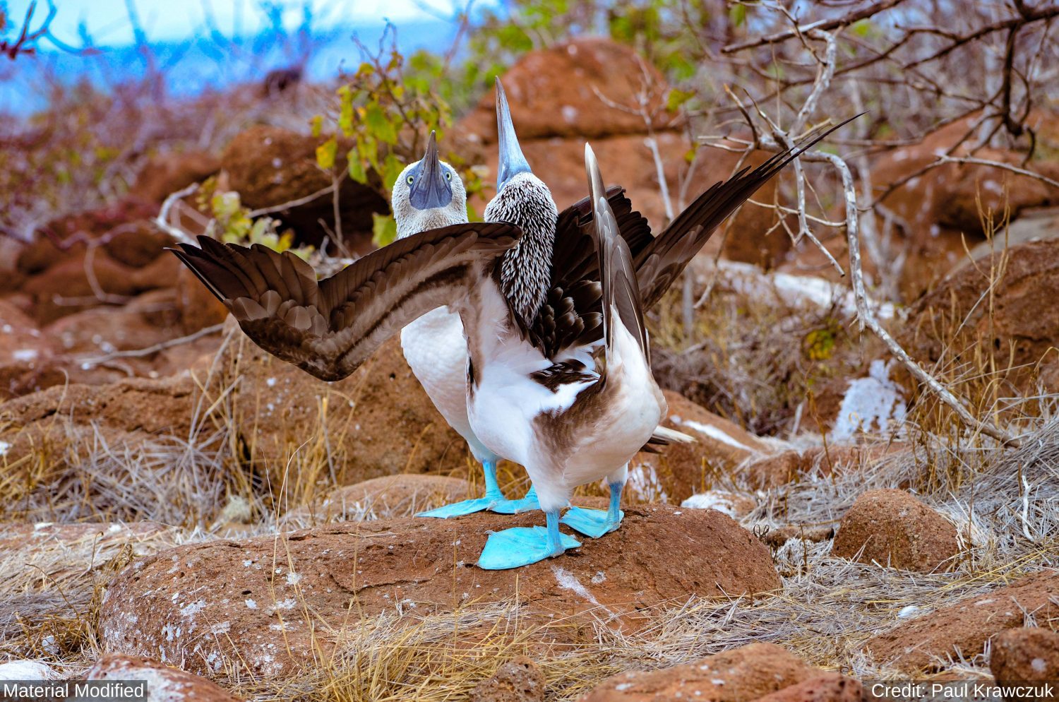 Ecuador & Galapagos Islands: See & Experience Almost it ALL in 12 Days, 1st Class Custom Tours