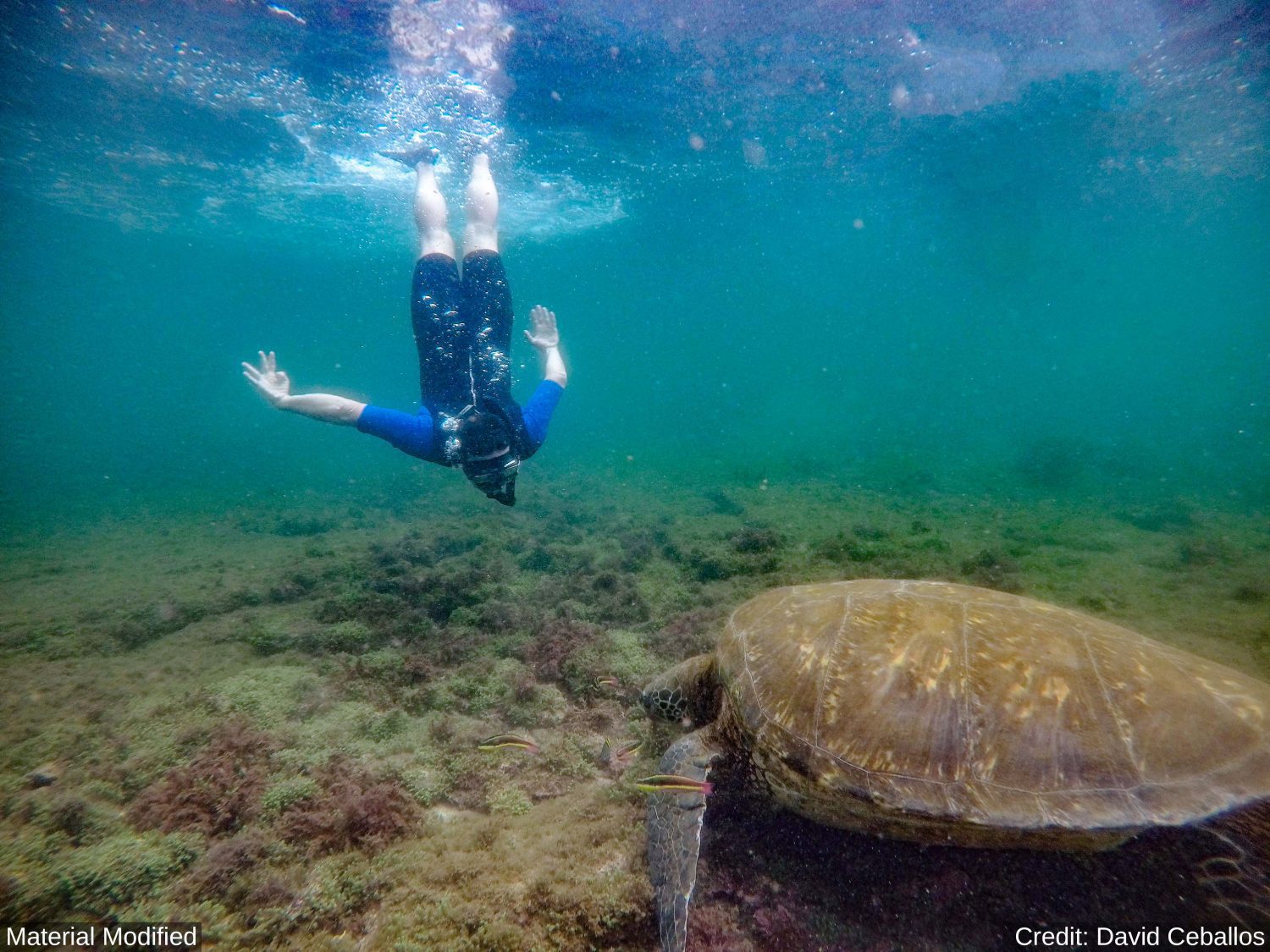 Ecuador & Galapagos Islands: See & Experience Almost it ALL in 12 Days, 1st Class Custom Tours