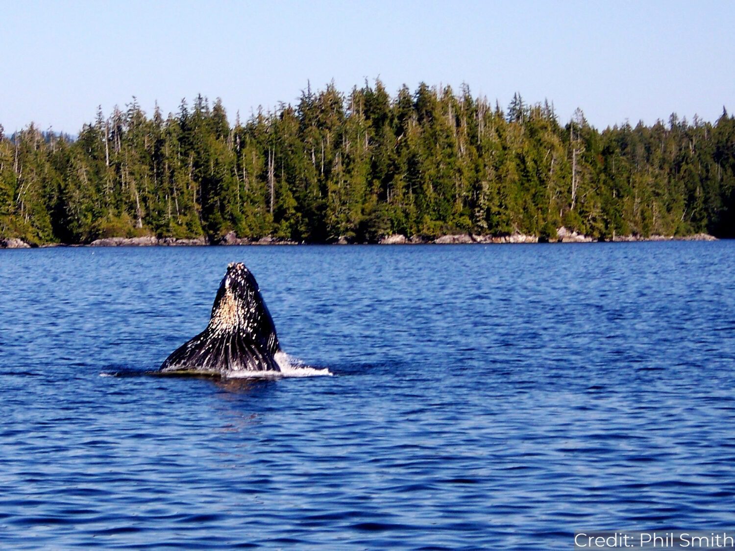 Canada (Western): See & Experience Almost it ALL in 10 Days, 1st Class Custom Tours