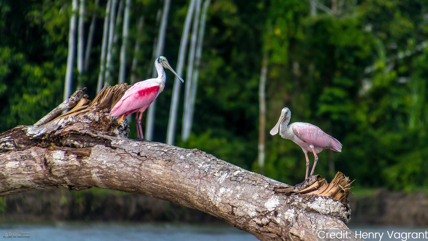 Peru: See & Experience Almost it ALL in 12 Days, 1st Class Custom Tours