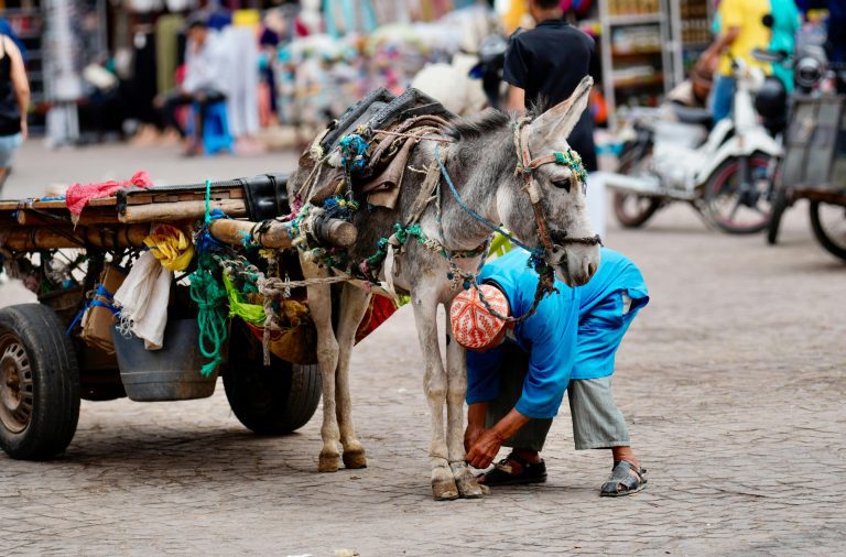 Marrakesh donkey