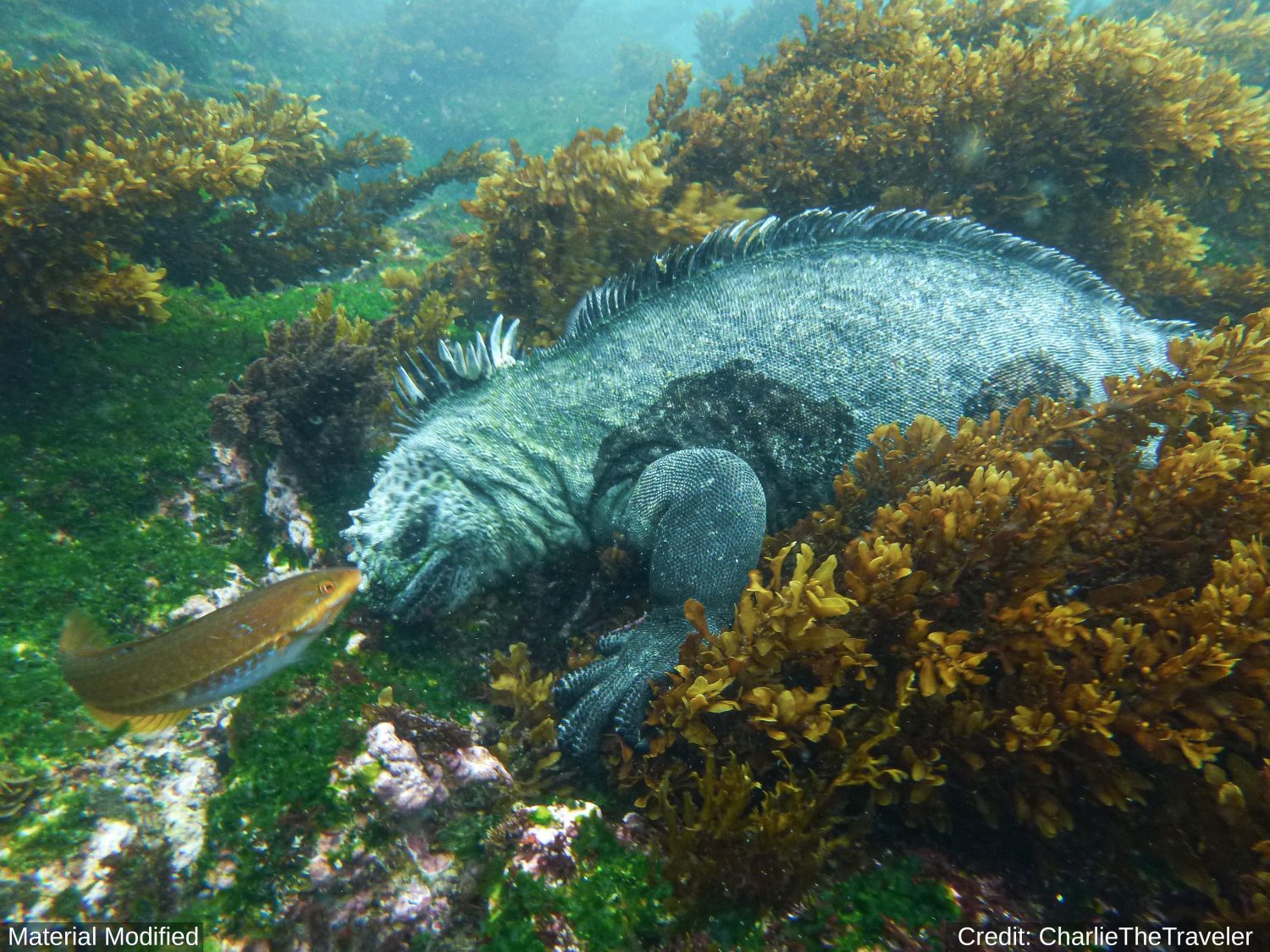 Ecuador & Galapagos Islands: See & Experience Almost it ALL in 12 Days, 1st Class Custom Tours