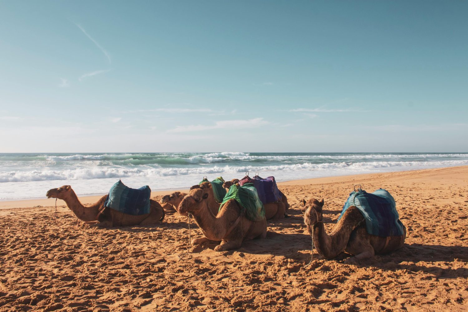 Camels on beach in Tangier