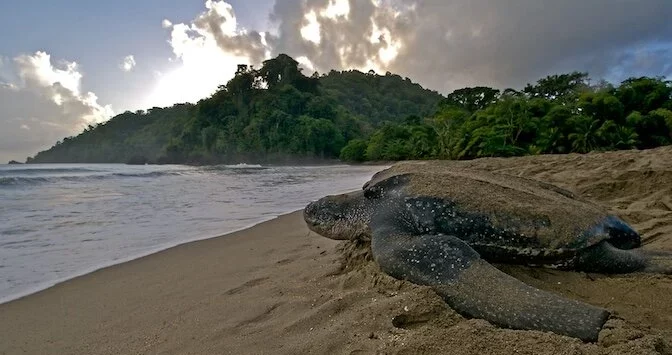 leather back turtles